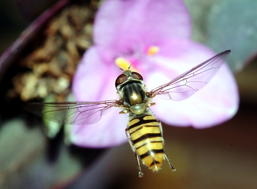 Aporia crataegi